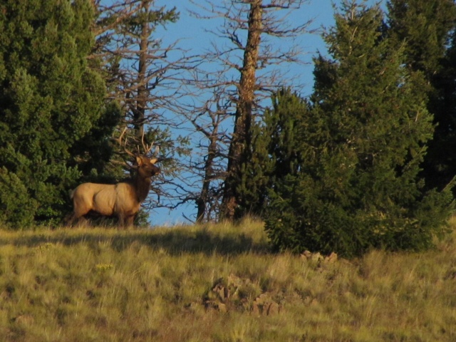 Forest Springs East Ranch