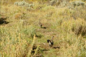 Wescott Ranch, Grand County, Colorado, for sale