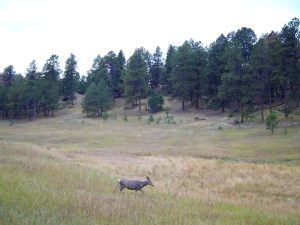 Conley Ranch, Jefferson County, Colorado, for sale