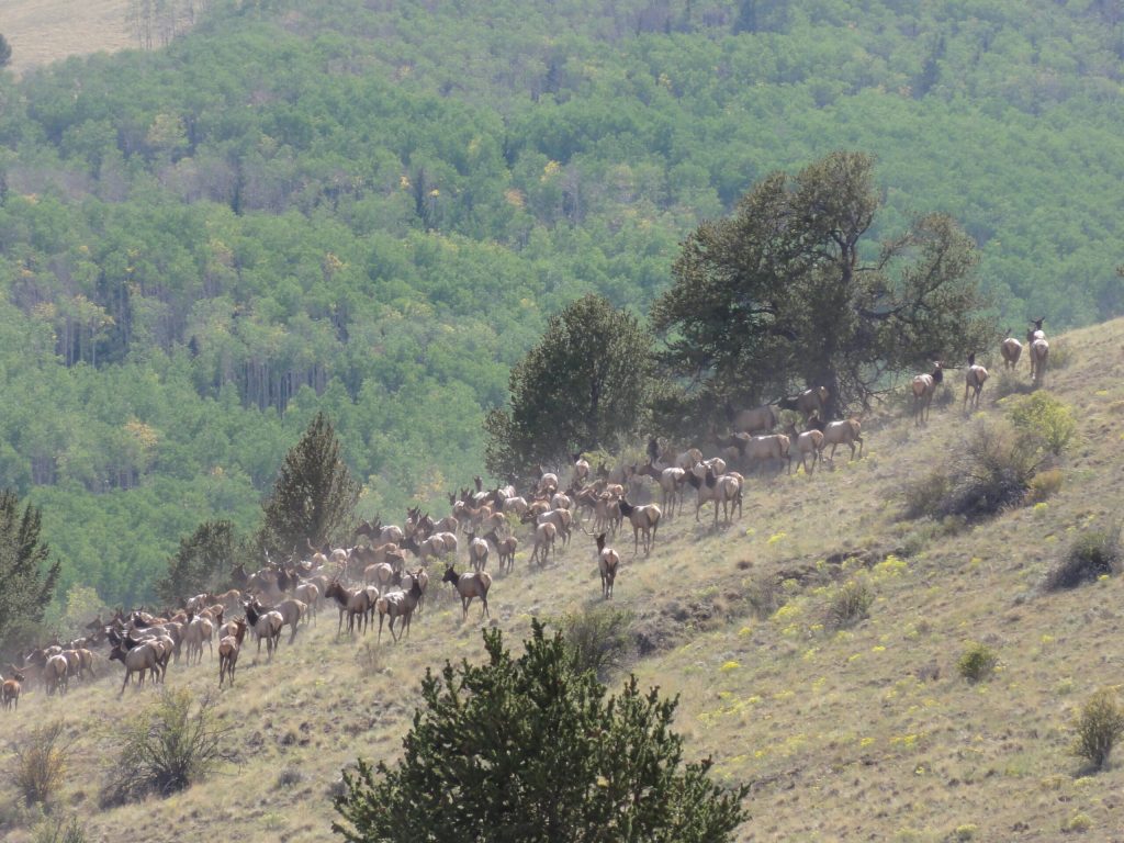 Elk Highlands Ranch
