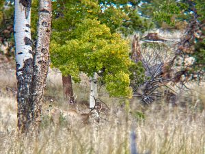 Gooseberry Gulch Ranch, Jefferson County, Colorado, for sale