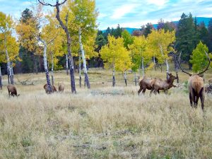 Gooseberry Gulch Ranch, Jefferson County, Colorado, for sale