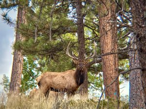 Gooseberry Gulch Ranch, Jefferson County, Colorado, for sale