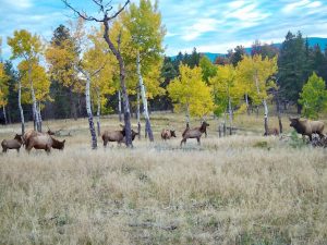 Gooseberry Gulch Ranch, Jefferson County, Colorado, for sale