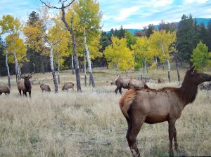 Gooseberry Gulch Ranch, Jefferson County, Colorado, for sale