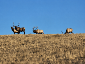 JB Gardner Ranch, Park County, Colorado, for sale