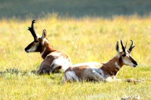 Bar Star Ranch, Park County, Colorado, for sale