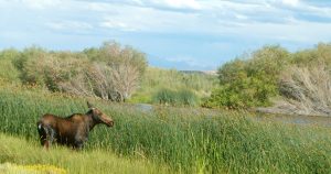 Butte Ranch, Jackson County, Colorado, sold by Confluence Land Company