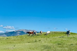 Reinecker Ridge Ranch, Park County, Colorado, for sale