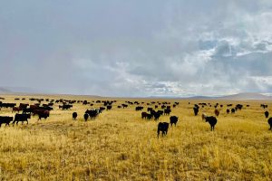 Reinecker Ridge Ranch, Park County, Colorado, for sale