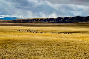 Reinecker Ridge Ranch, Park County, Colorado, for sale
