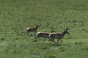 Reinecker Ridge Ranch, Park County, Colorado, for sale