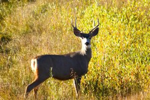 Reinecker Ridge Ranch, Park County, Colorado, for sale
