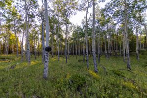Cascade Ranch, Clear Creek County, Colorado, sold by Confluence Land Company
