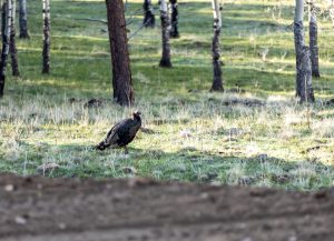 Cascade Ranch, Clear Creek County, Colorado, sold by Confluence Land Company